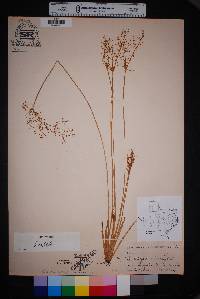 Fimbristylis miliacea image