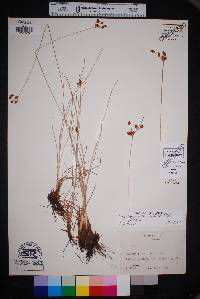 Fimbristylis puberula image