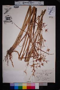 Rhynchospora corniculata image