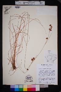 Rhynchospora fascicularis image