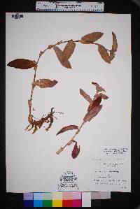 Image of Tradescantia brevifolia