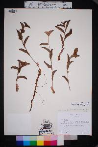 Tradescantia brevifolia image