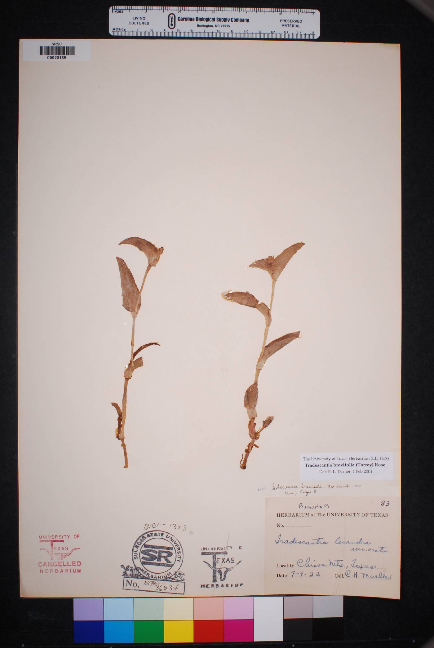 Tradescantia brevifolia image
