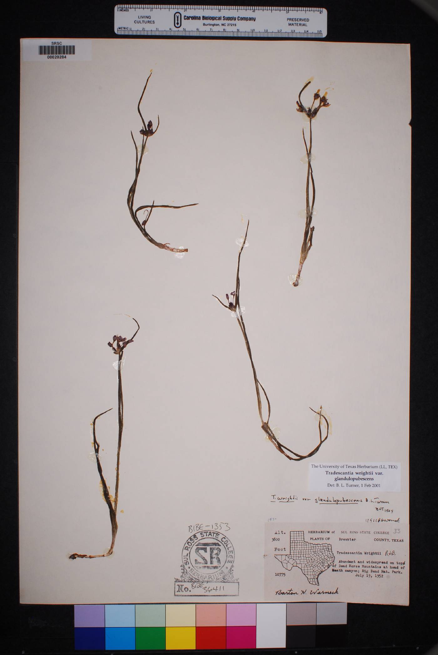 Tradescantia wrightii var. glandulopubescens image