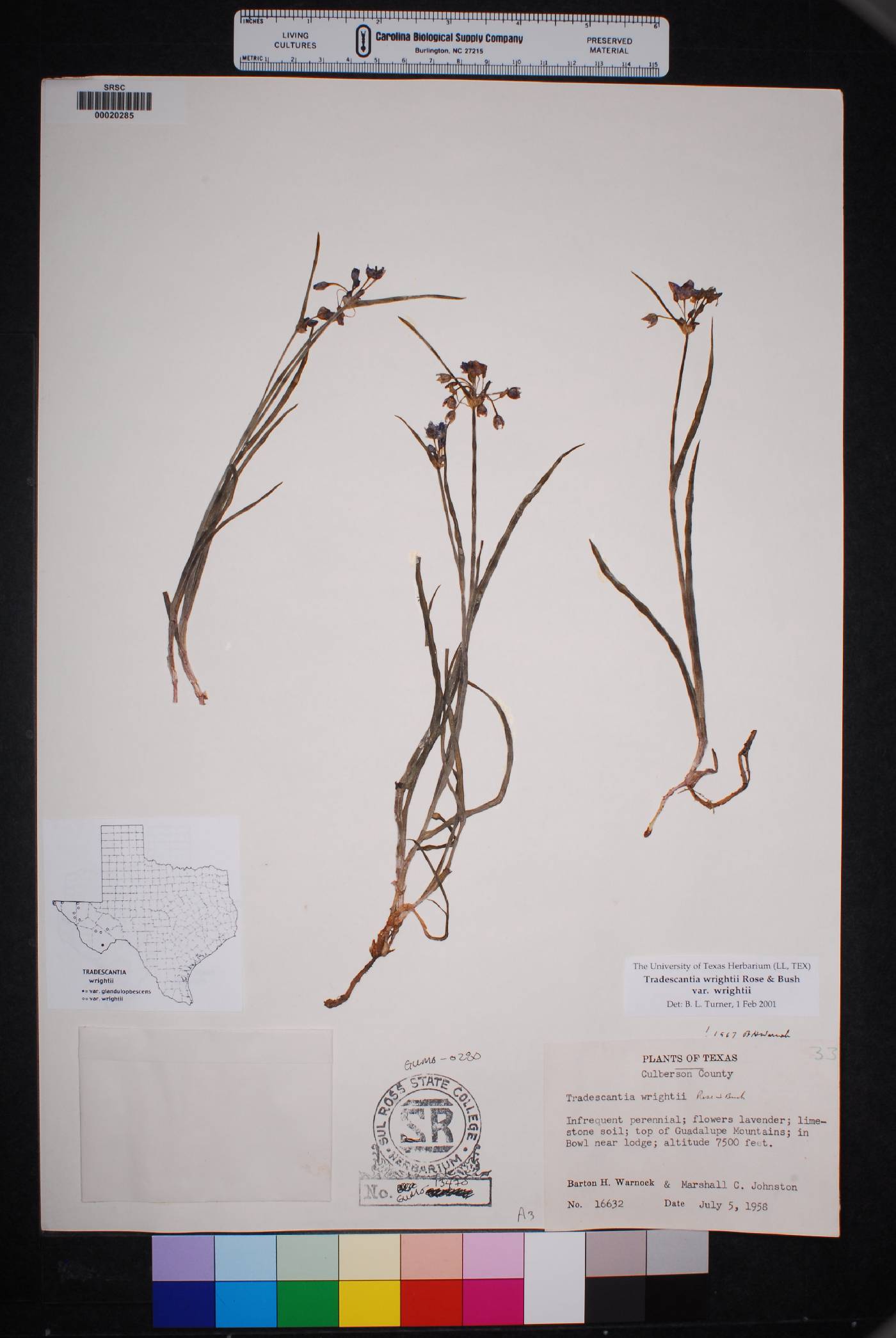 Tradescantia wrightii image