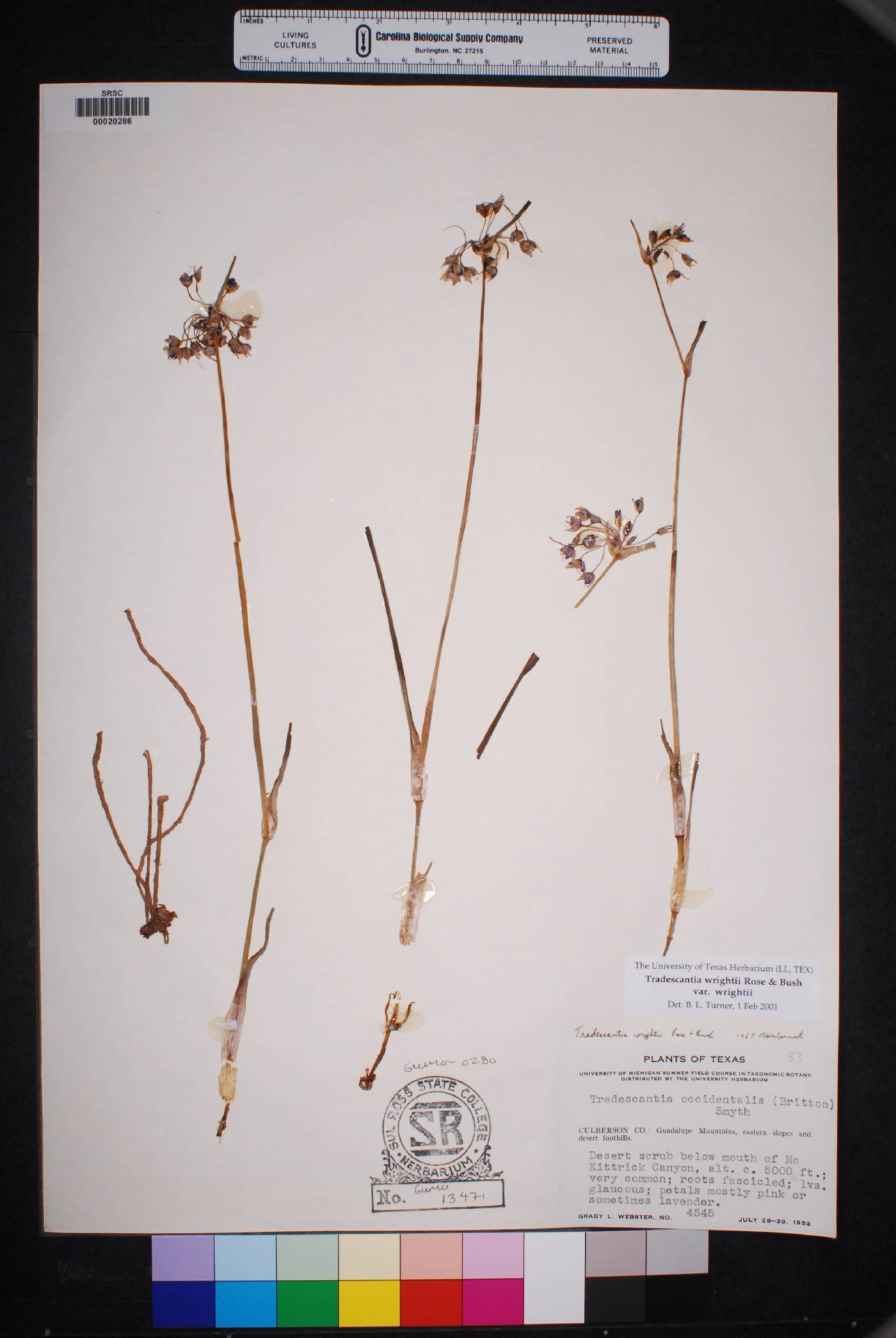 Tradescantia wrightii image