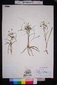Image of Tradescantia pedicellata