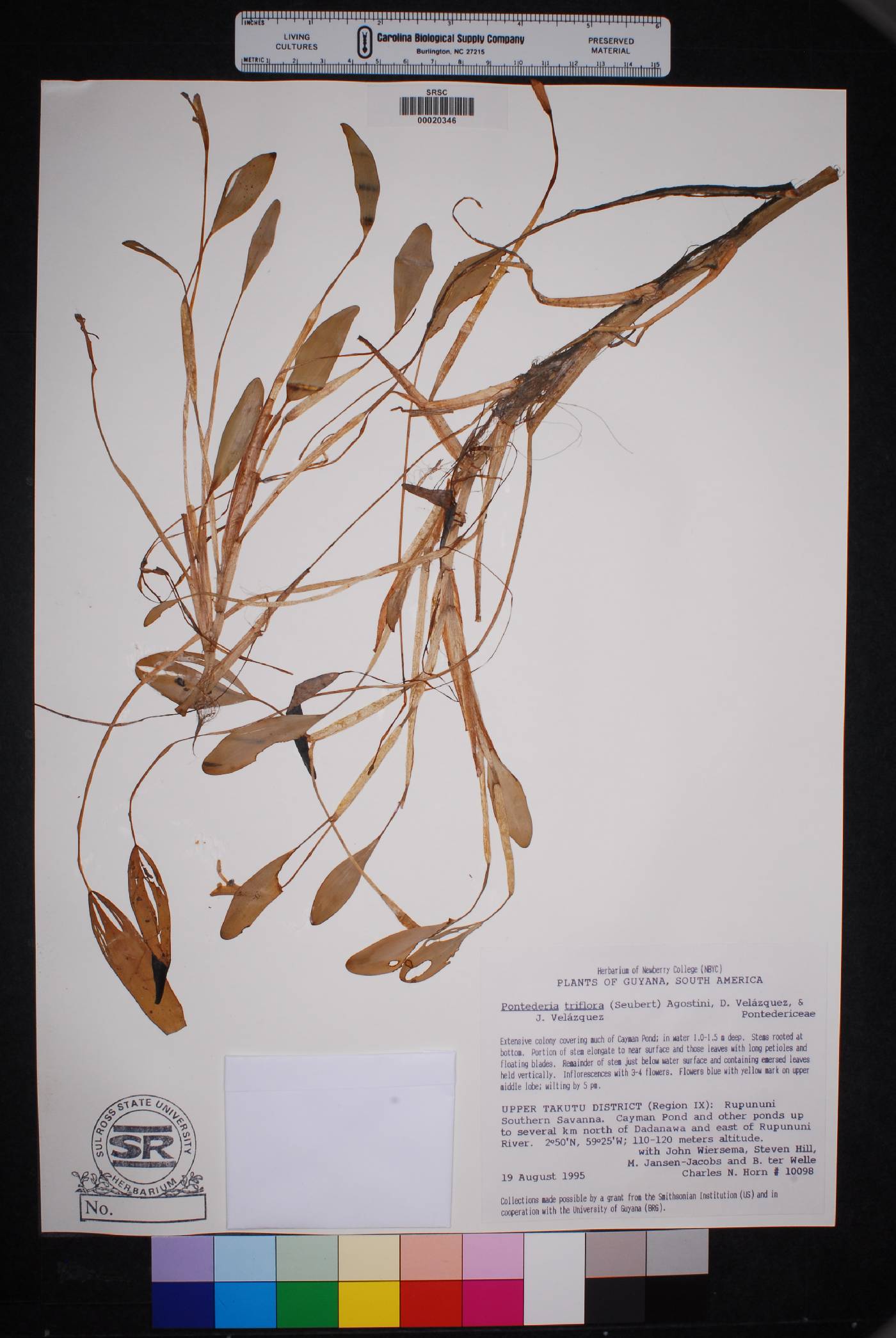 Pontederia triflora image