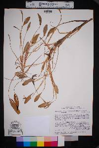 Image of Pontederia triflora