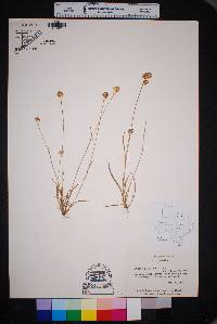 Juncus filipendulus image