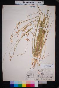 Juncus ensifolius var. montanus image