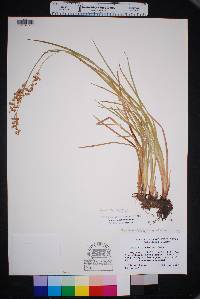 Juncus ensifolius var. montanus image