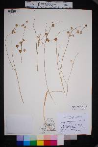 Juncus scirpoides image