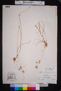 Juncus scirpoides image