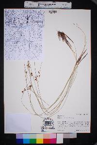 Juncus arcticus image