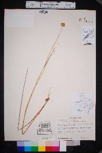 Juncus brachycarpus image