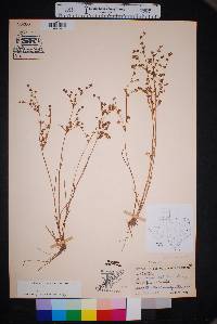 Juncus debilis image