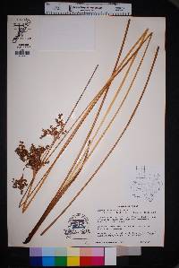 Juncus roemerianus image