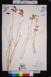 Juncus texanus image