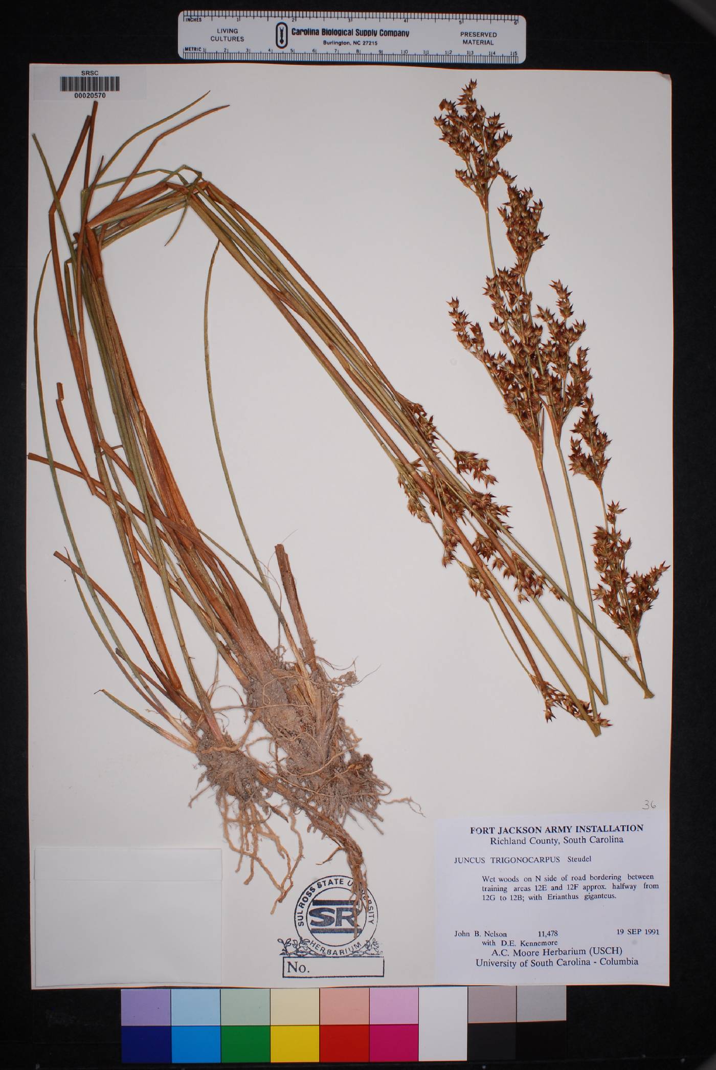 Juncus trigonocarpus image