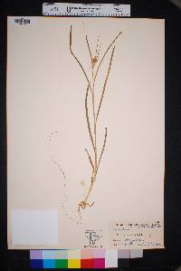 Juncus xiphioides image