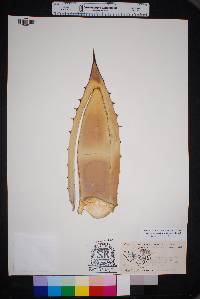 Agave neomexicana image