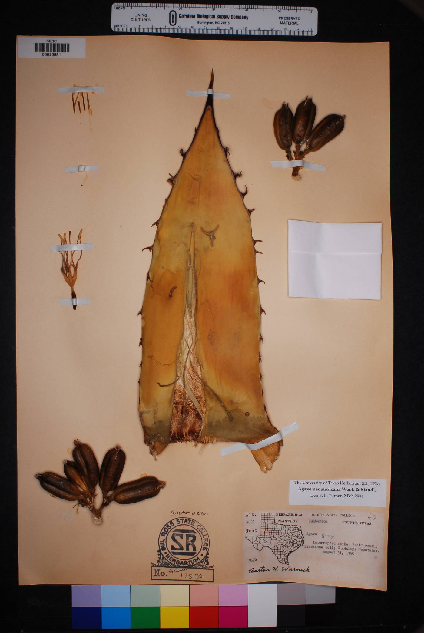 Agave neomexicana image