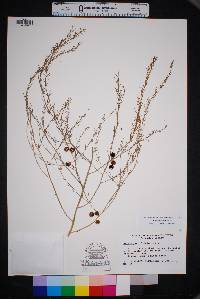 Asparagus officinalis image