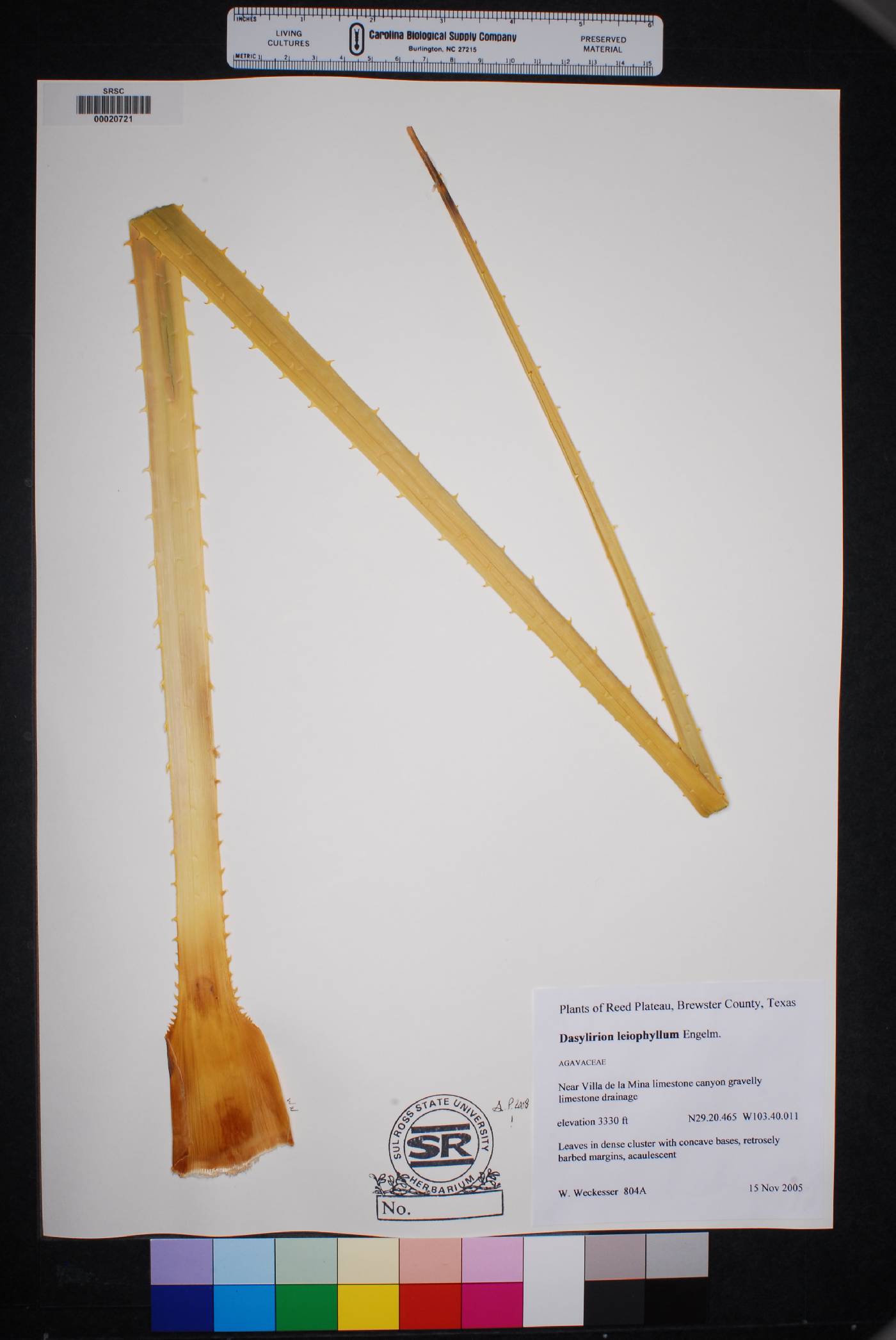 Dasylirion leiophyllum image
