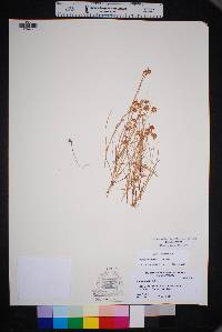 Juncus nodosus image