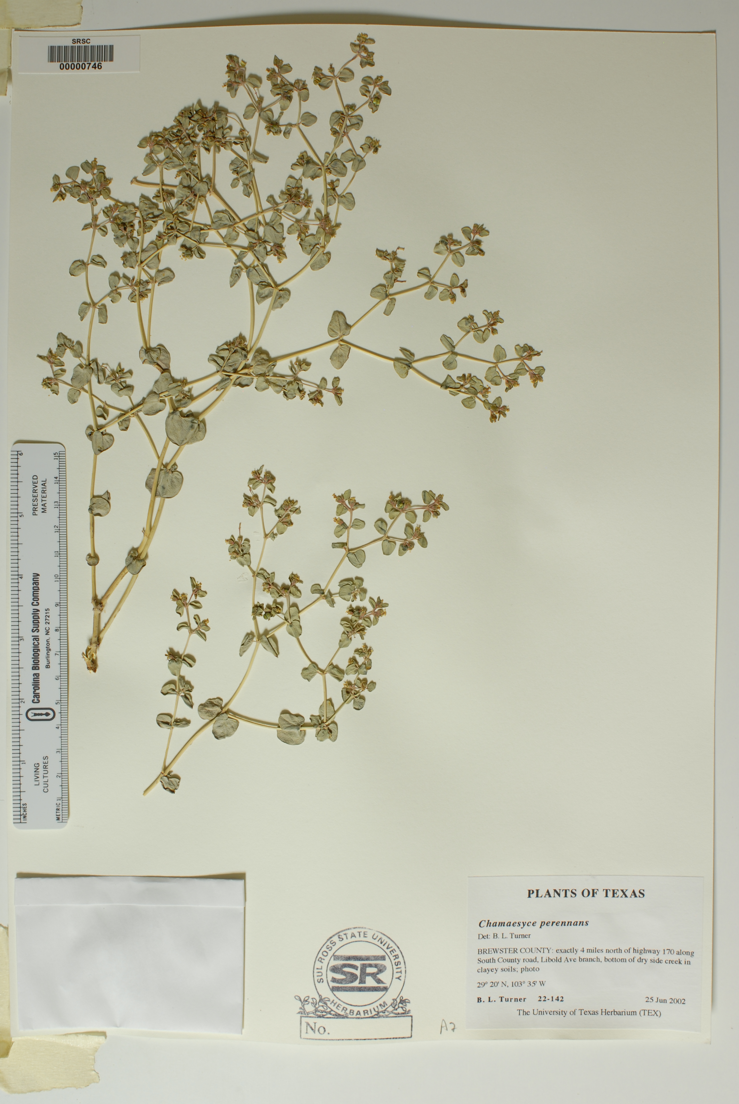 Euphorbia perennans image