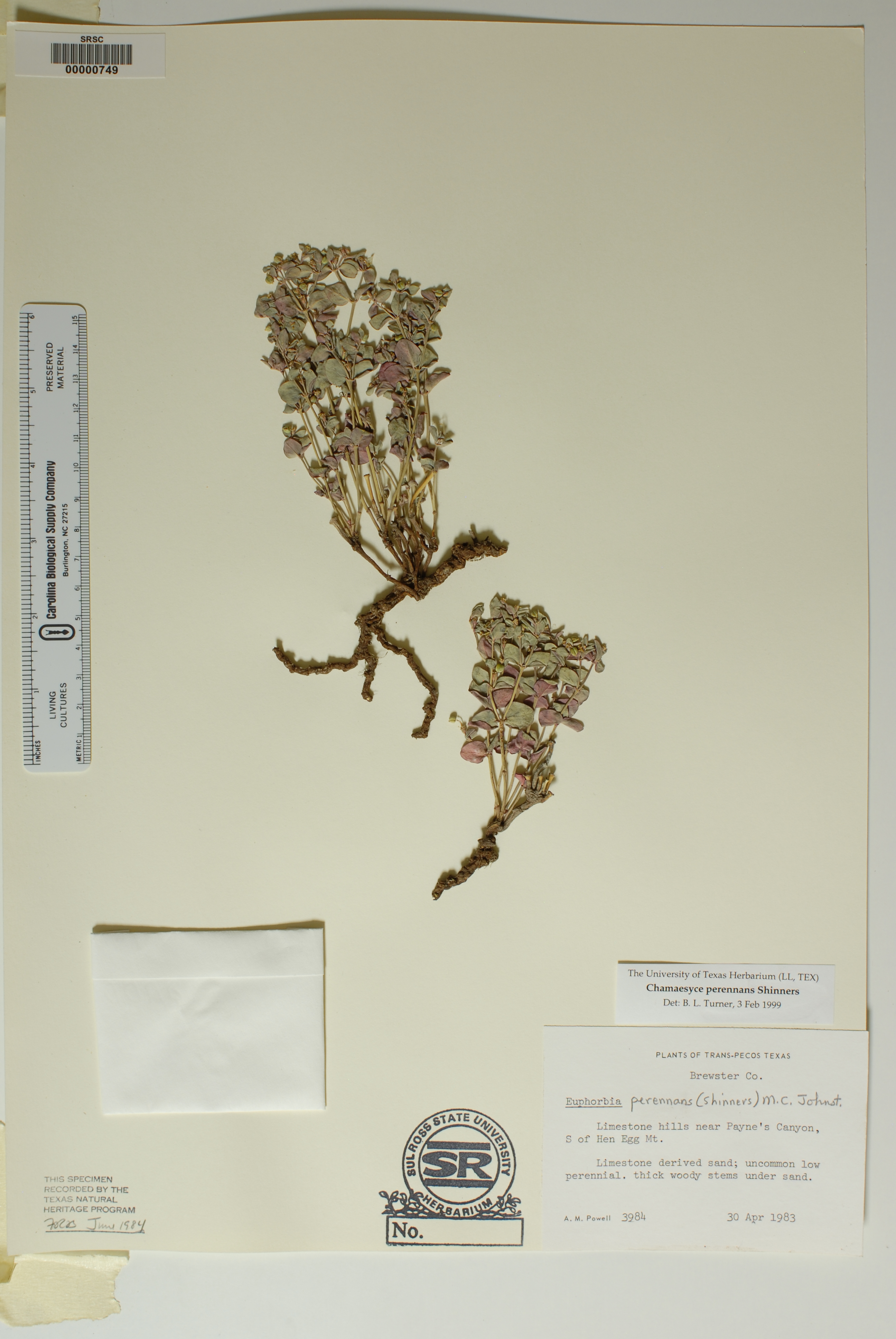 Euphorbia perennans image