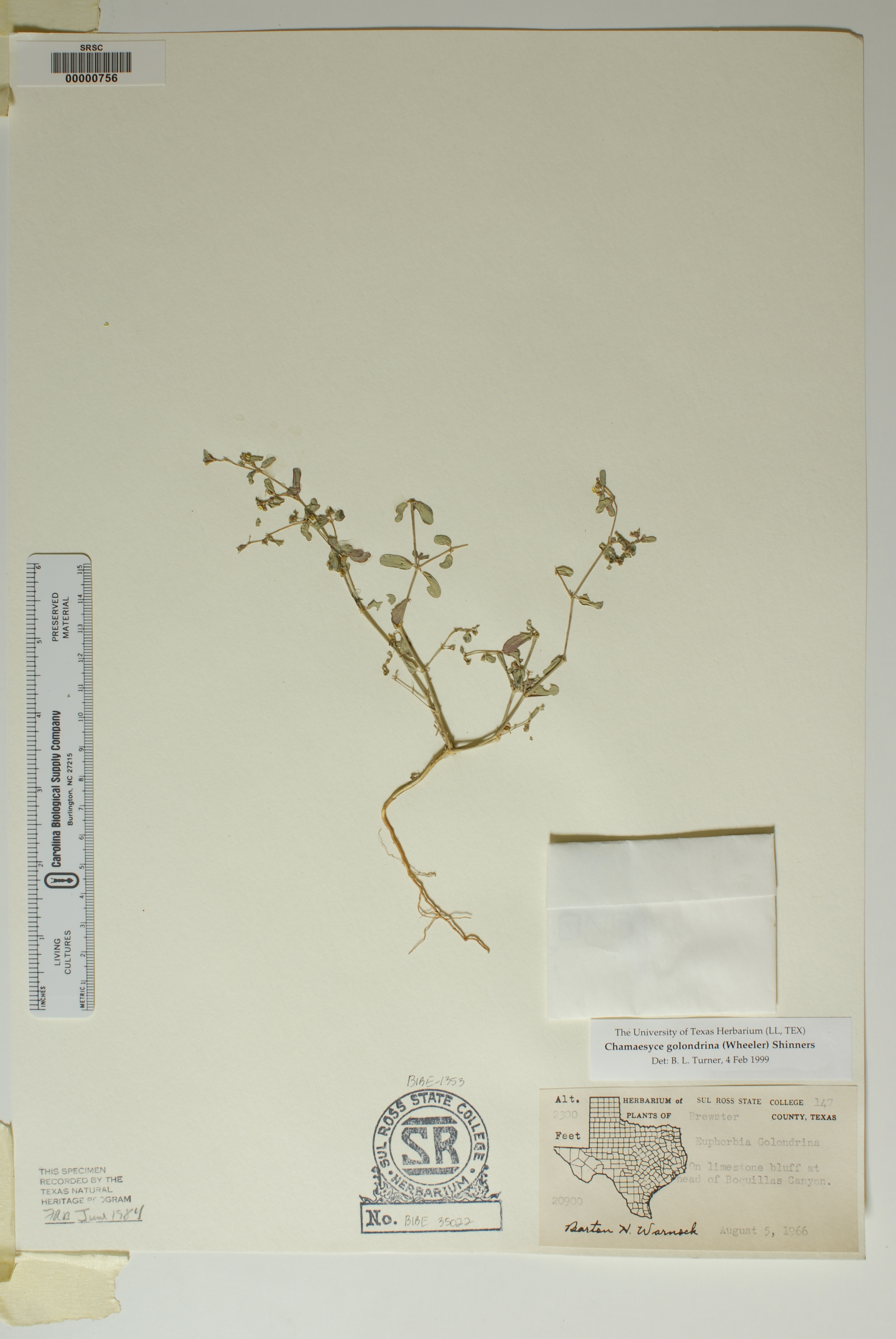 Euphorbia golondrina image