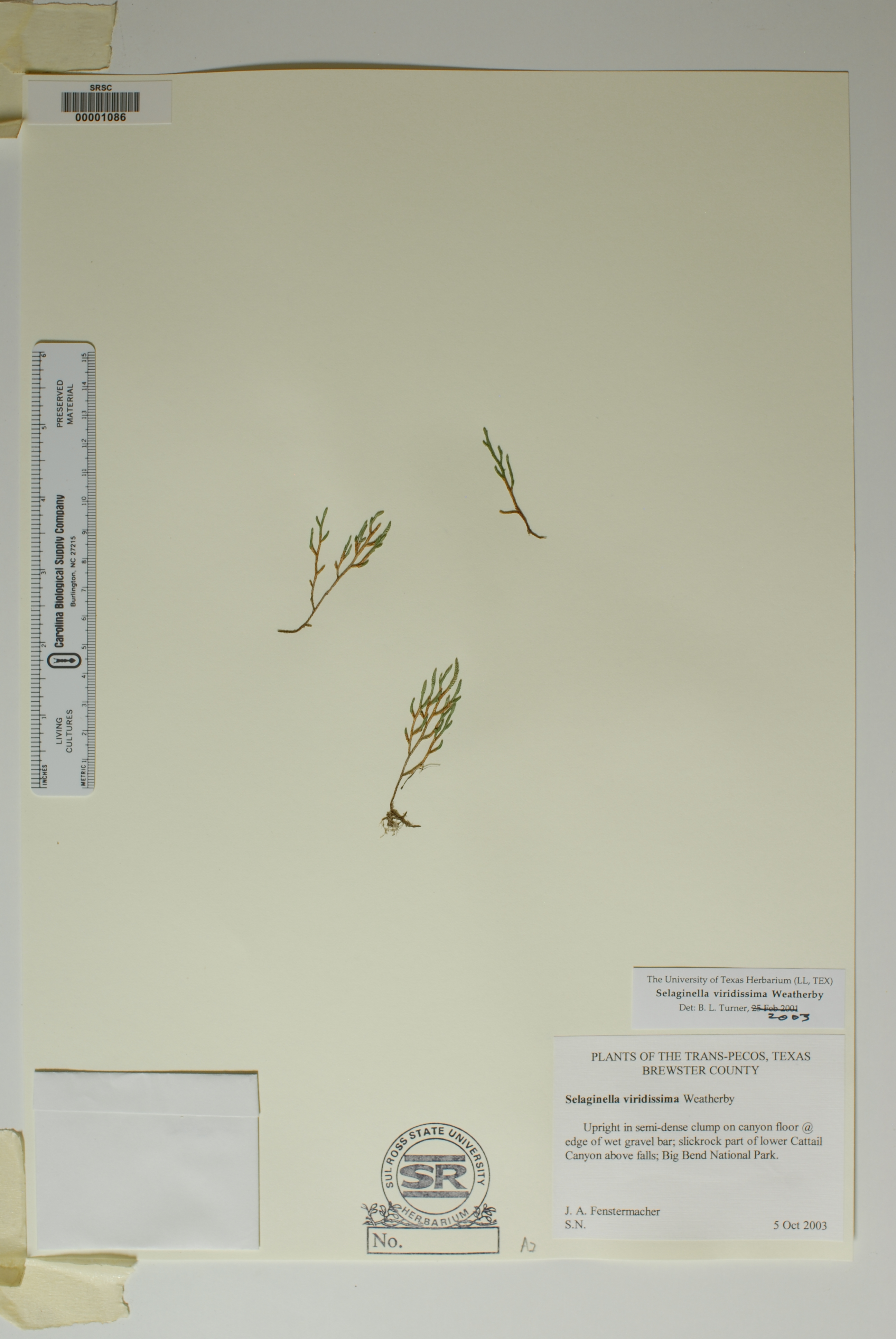 Selaginella viridissima image