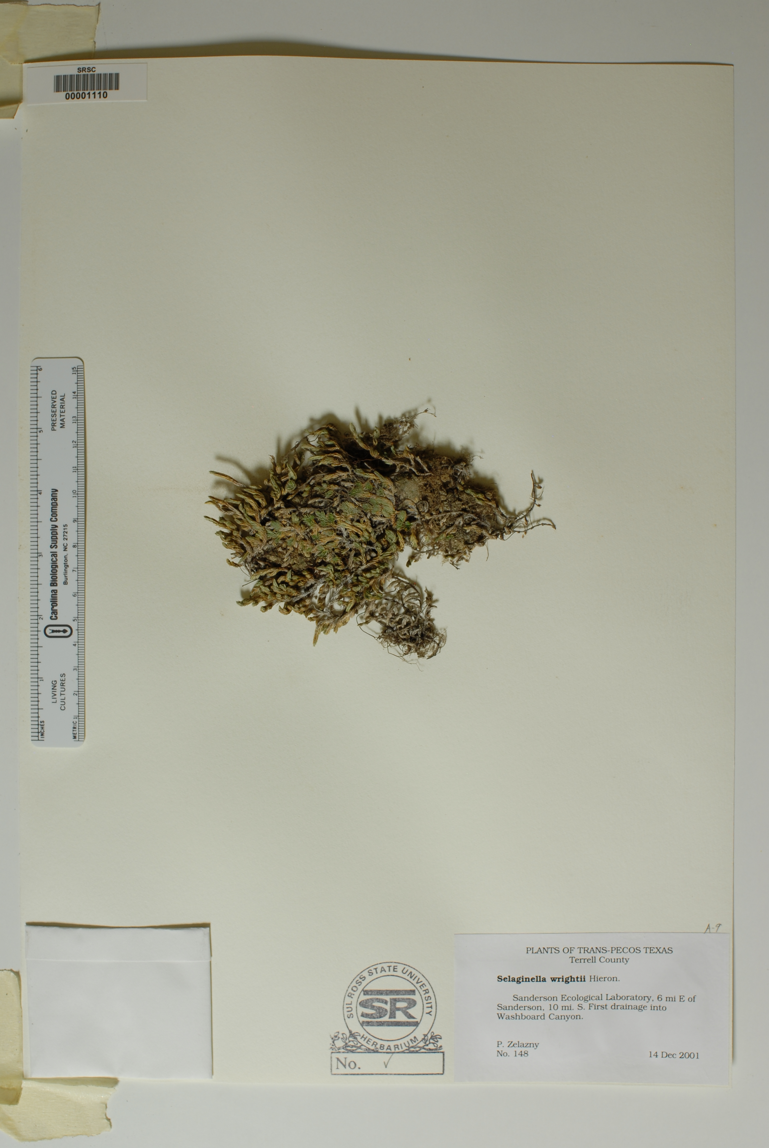 Selaginella wrightii image