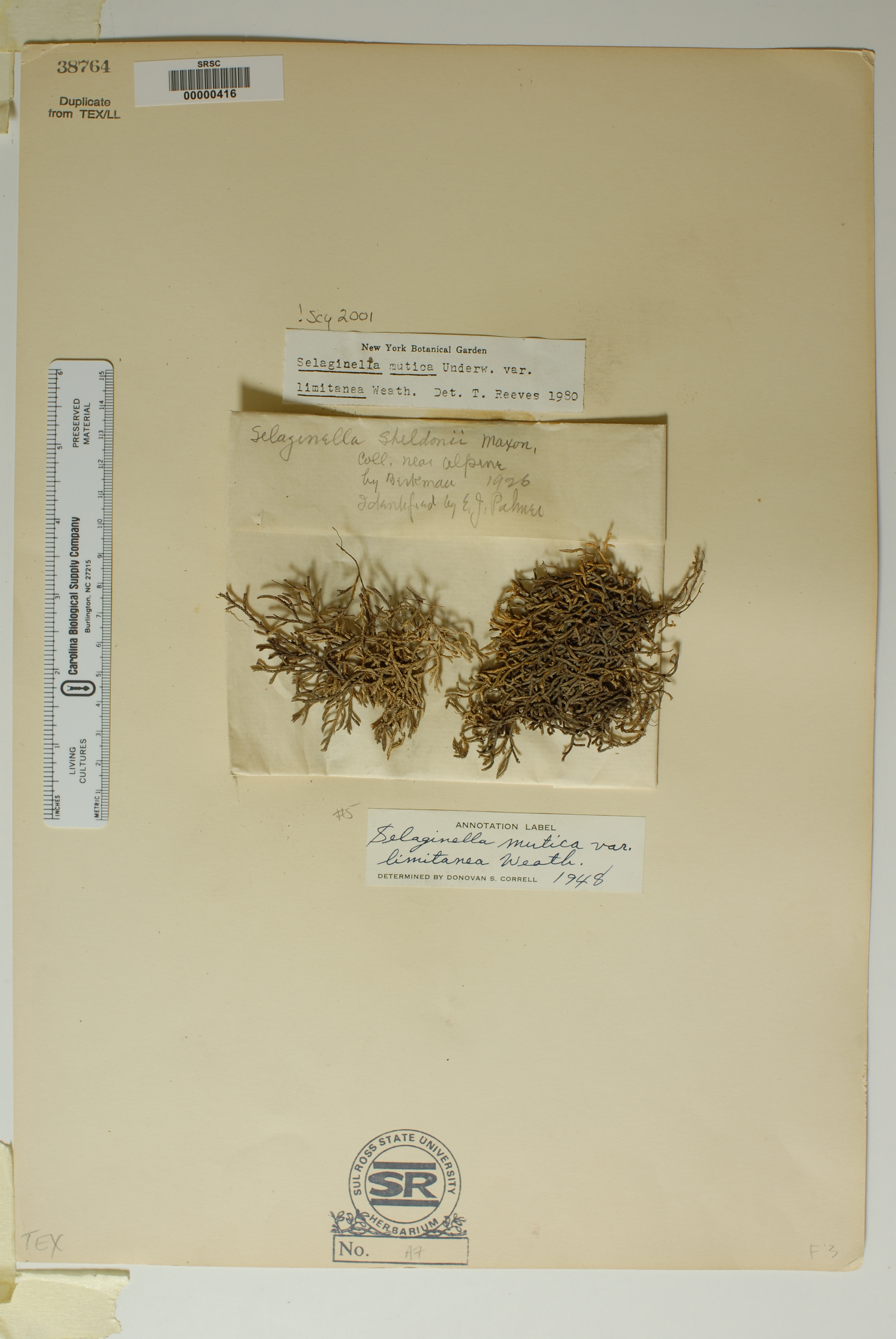 Selaginella mutica var. limitanea image