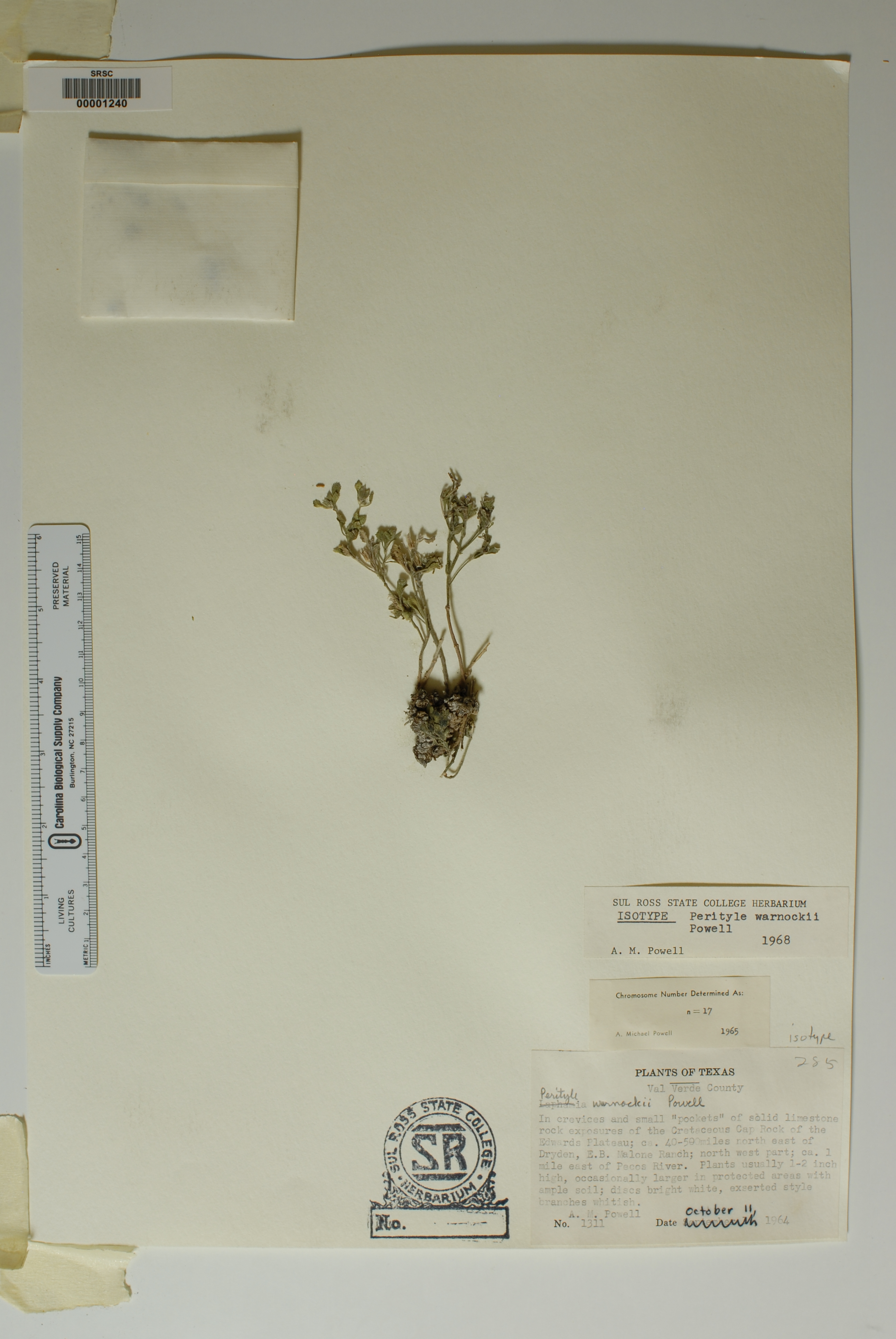 Perityle warnockii image