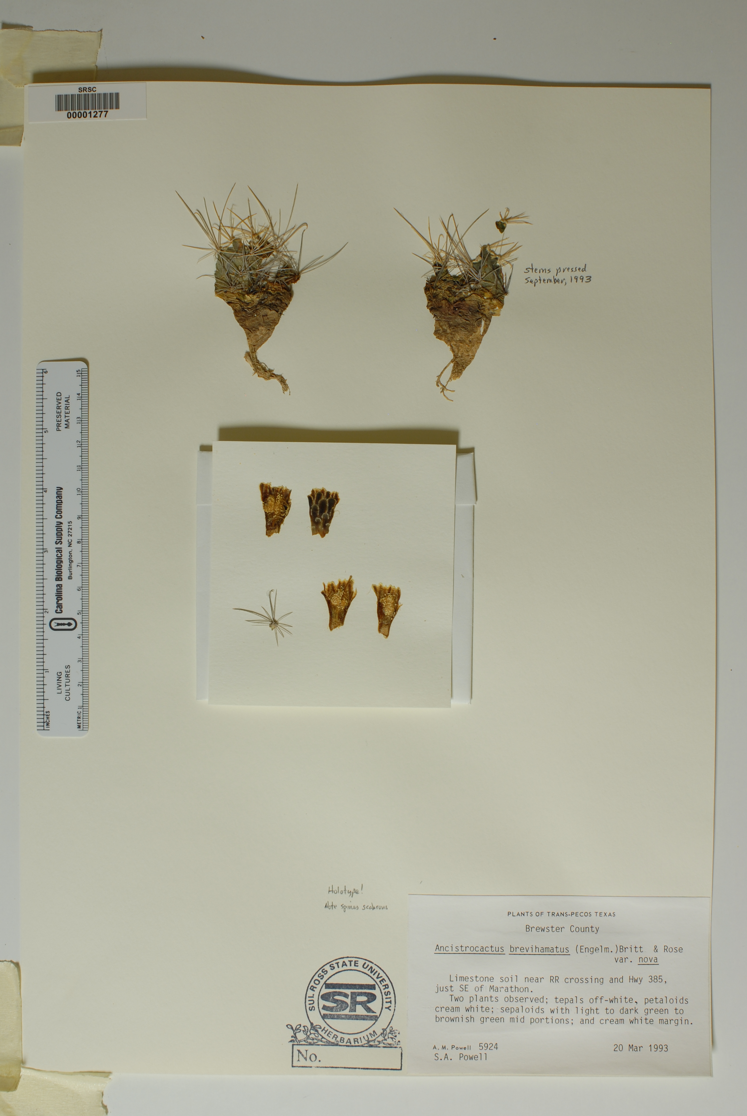 Ancistrocactus brevihamatus var. pallidus image