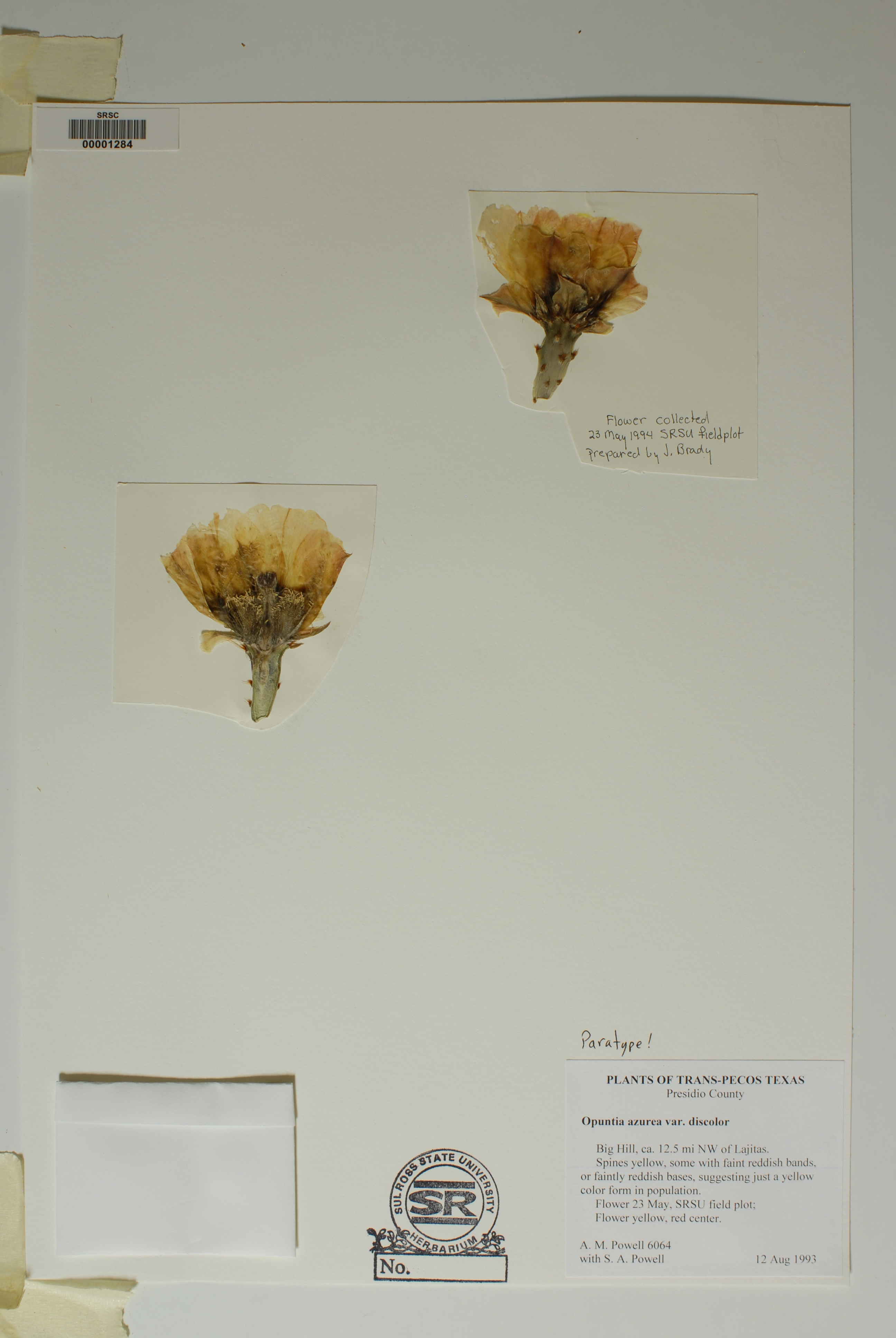 Opuntia azurea image