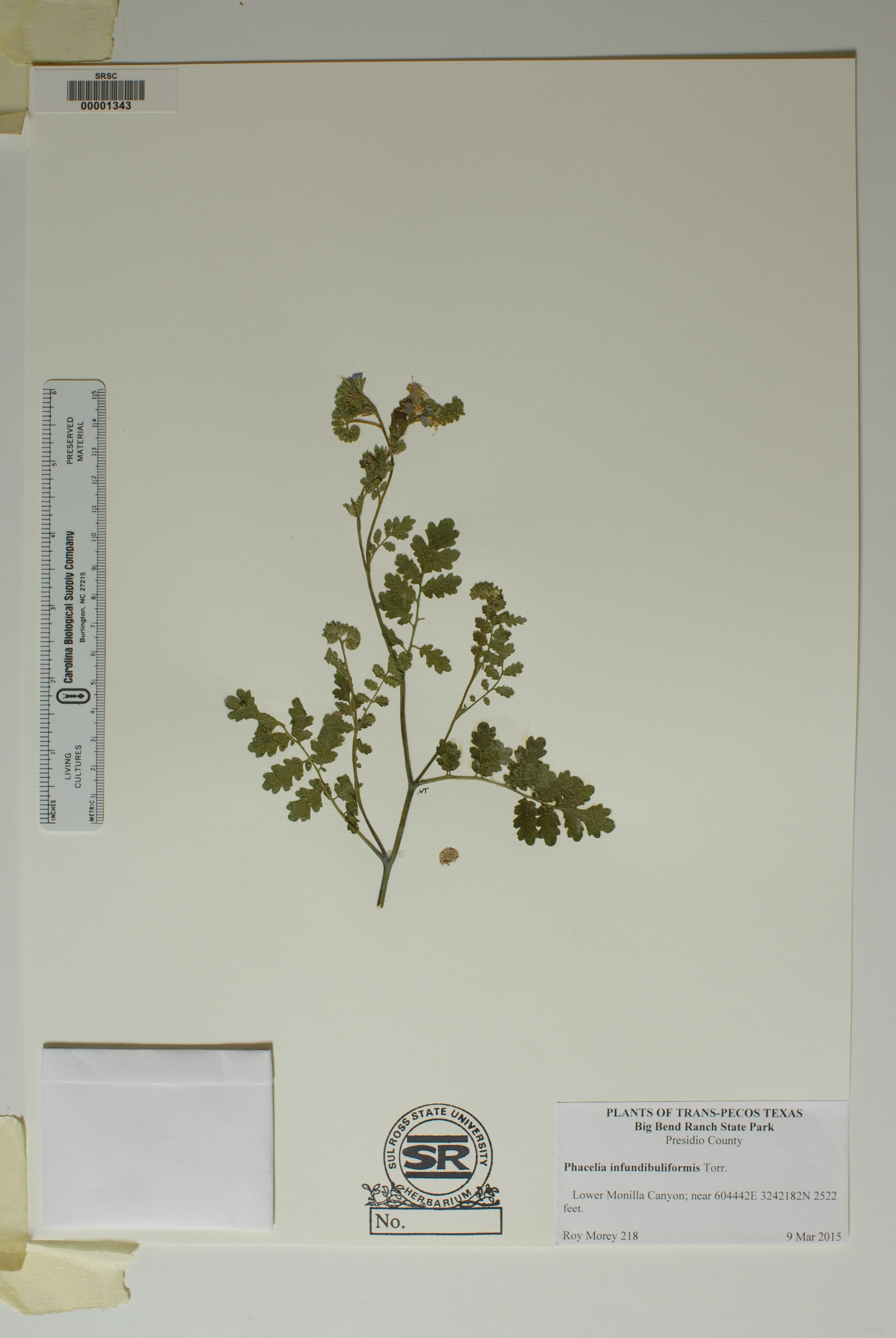 Phacelia infundibuliformis image