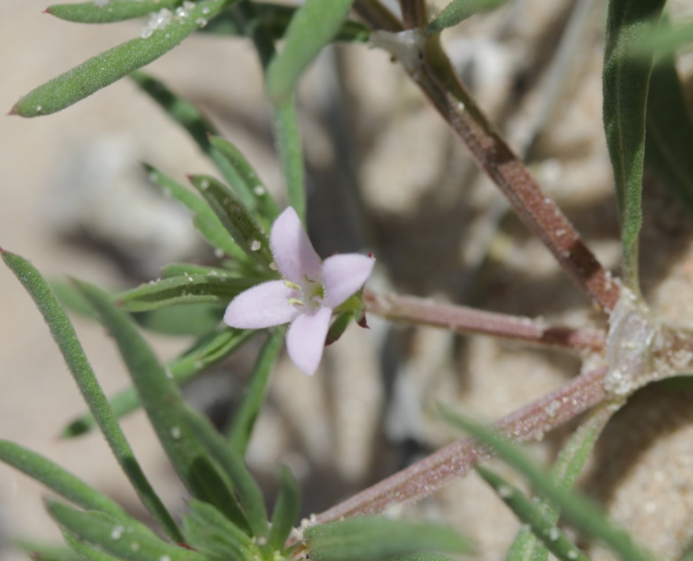 Houstonia humifusa image