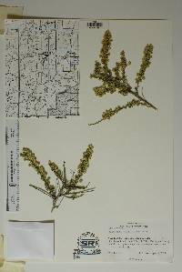 Baccharis pteronioides image