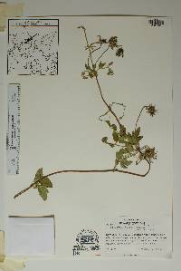 Clematis pitcheri var. dictyota image