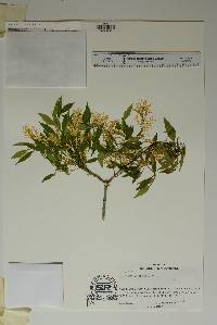 Fraxinus cuspidata image