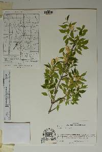 Fraxinus cuspidata image