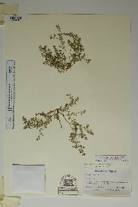 Euphorbia glyptosperma image