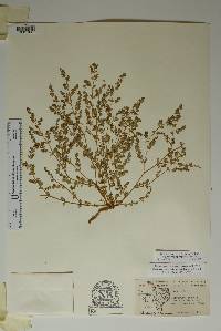 Euphorbia glyptosperma image