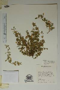 Dyschoriste schiedeana var. prostrata image