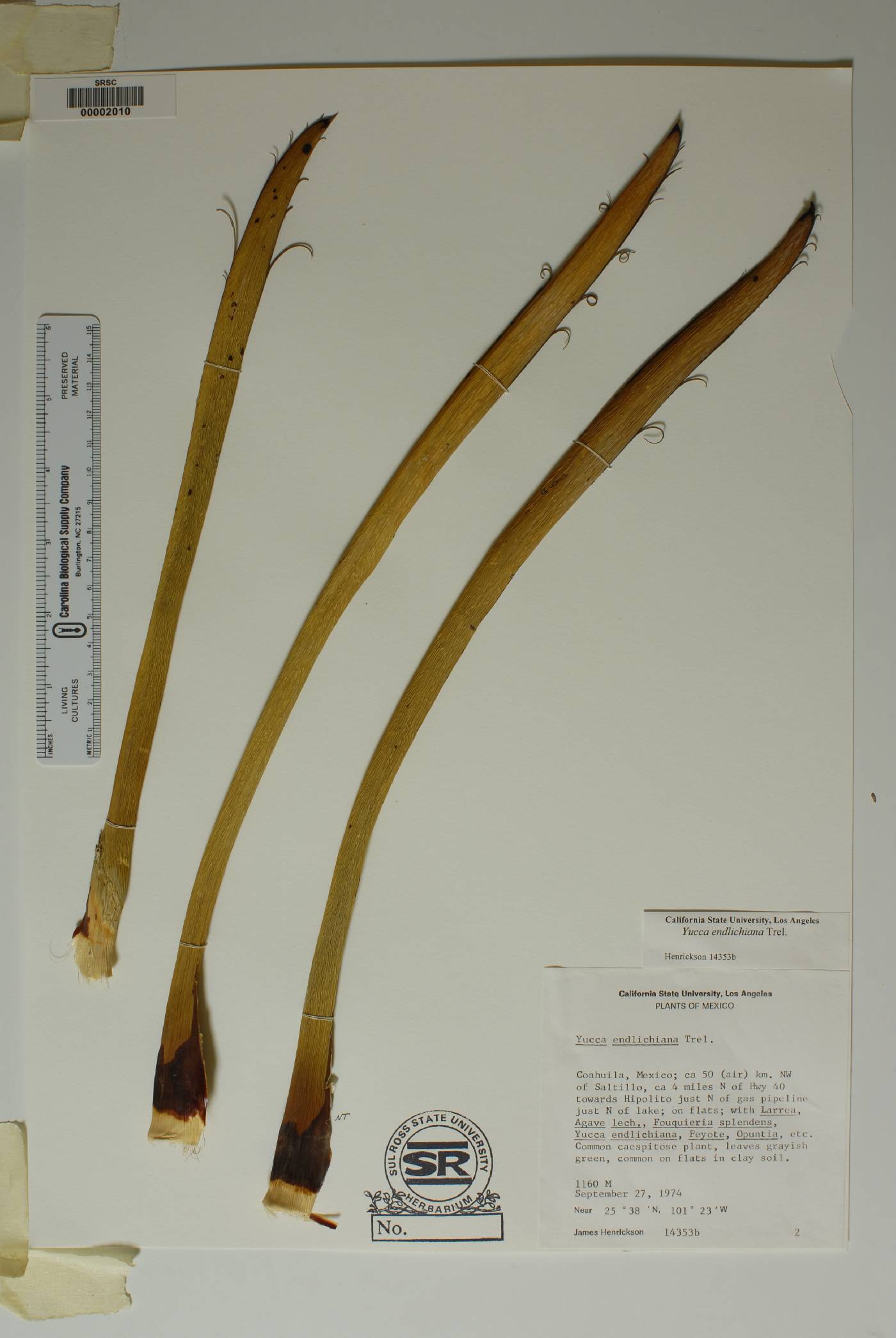 Yucca endlichiana image