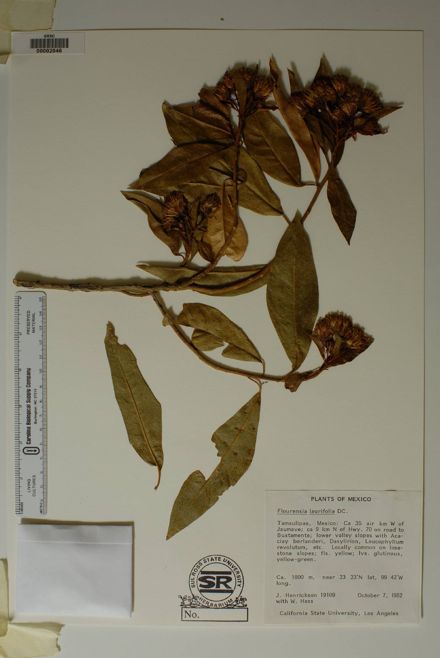 Flourensia laurifolia image